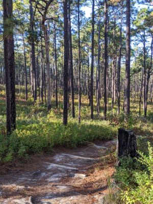 Longleaf forest