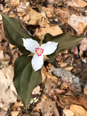 Painted Trillium, Trillium undulatum