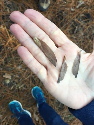 Long leaf pine seeds.