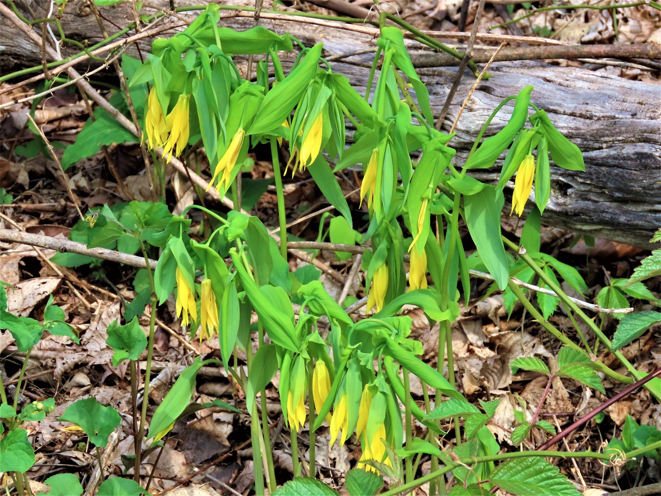 Large-flowered Bellwort