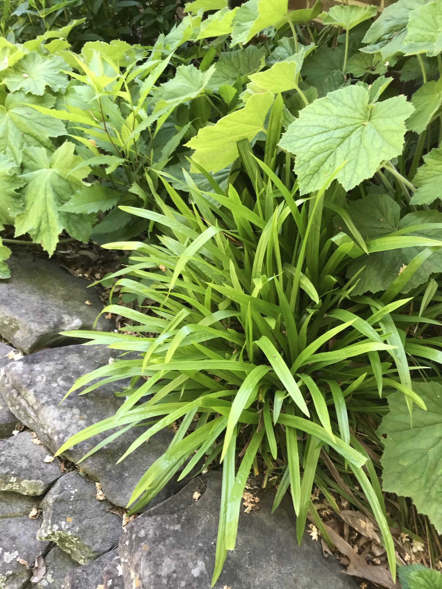Carex plantaginea by Shannon Currey