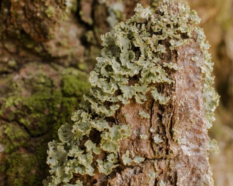 Cladonia bark snag