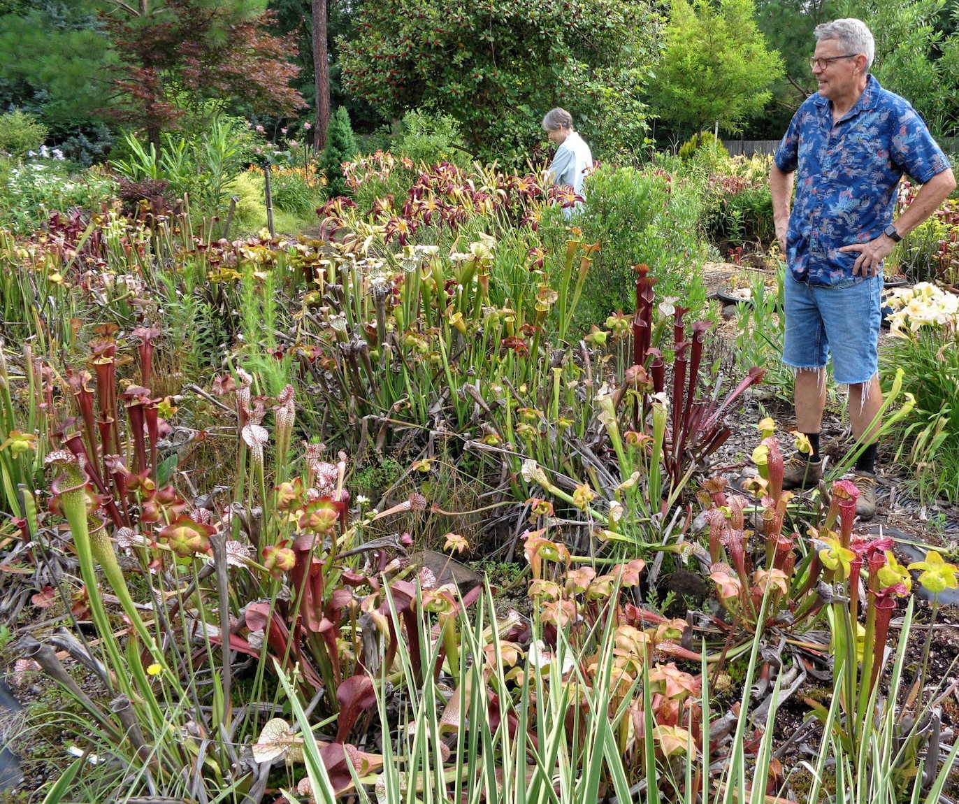 Pitcher Plants