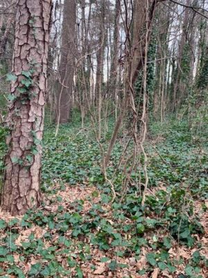 English Ivy desert