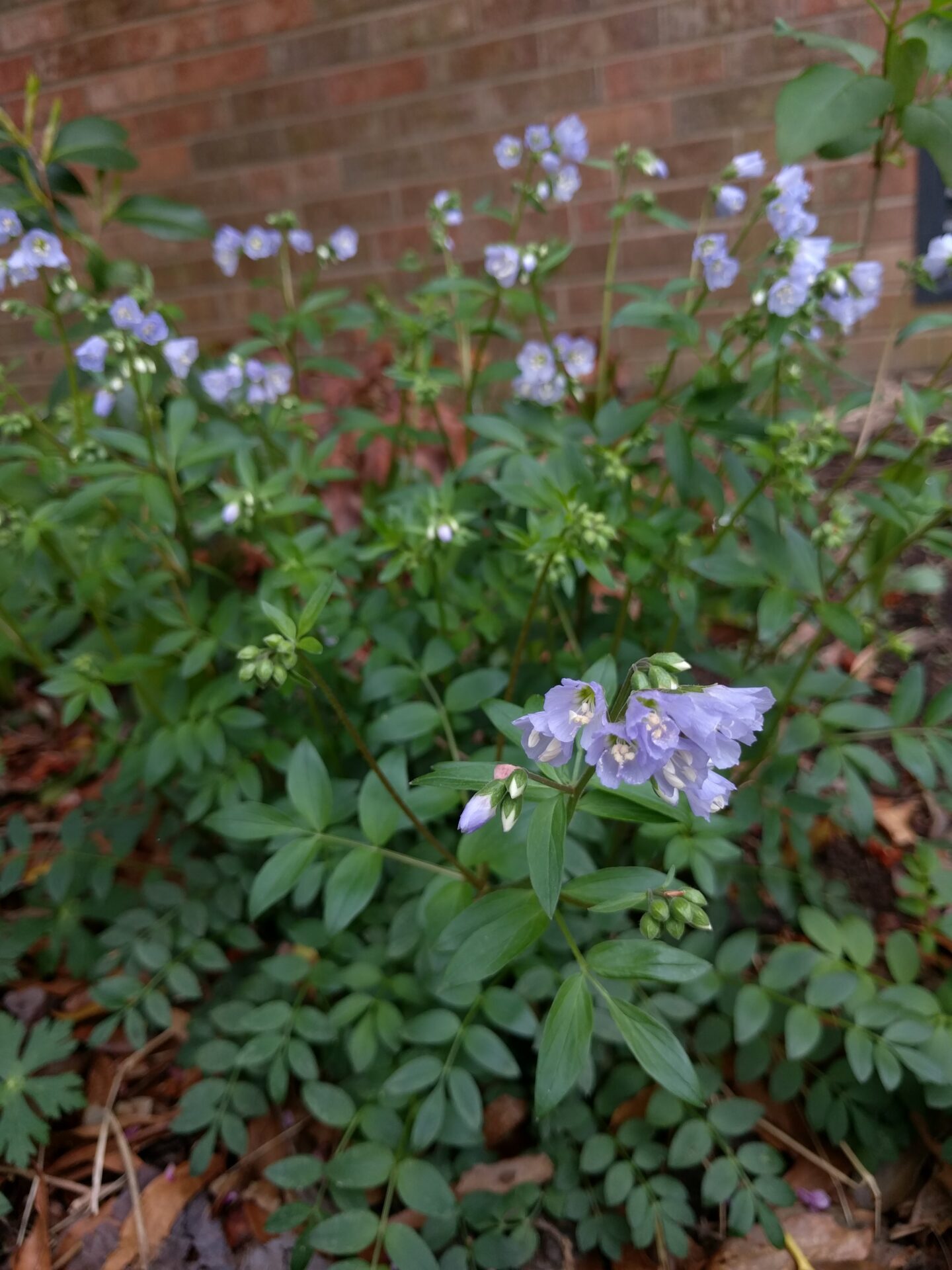 Jacob's ladder, Polemonium reptans, by Judith West