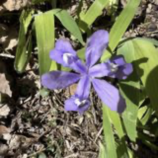 Iris