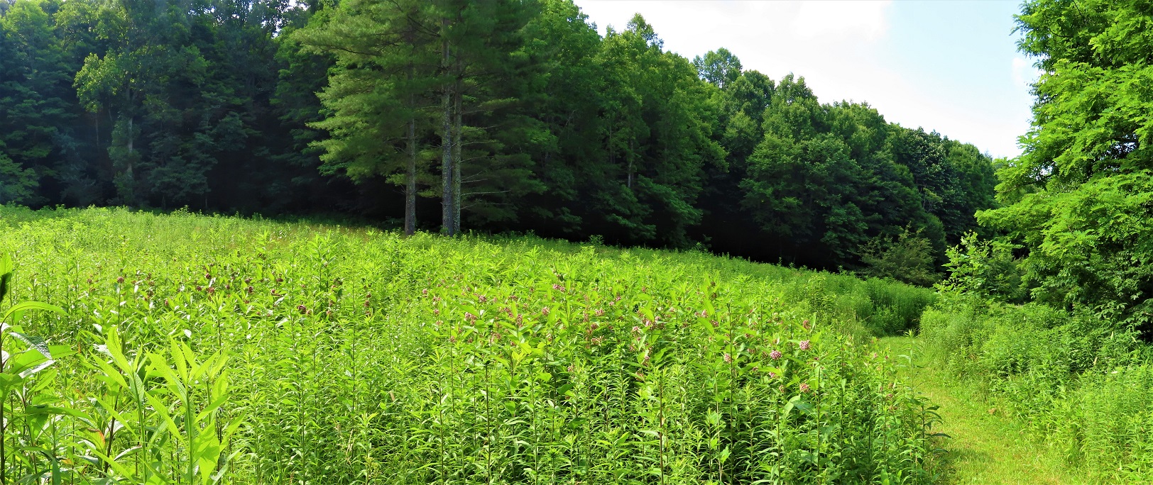 Kolb farm field with milkweed