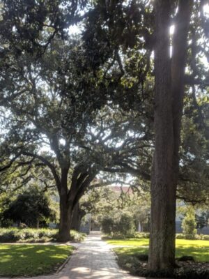 Live oak