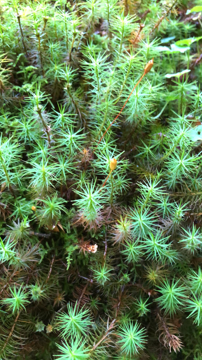 Moss