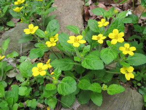 Margaret Reid Garden