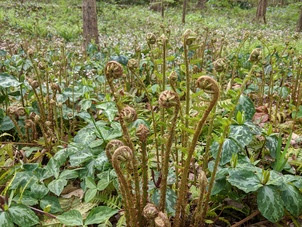Reid Garden ferns