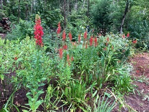 Richard-Mulinax-garden