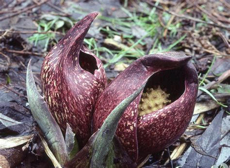 Skunk Cabbage