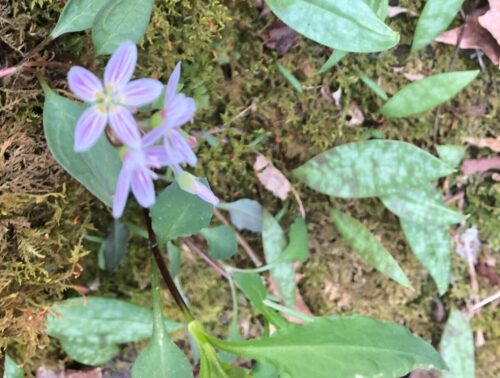 Spring beauties, Clayton Virginia Cutleaf toothwort Dramamine concatenate