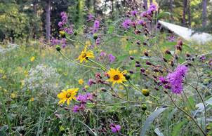 Blomquist Duke Gardens