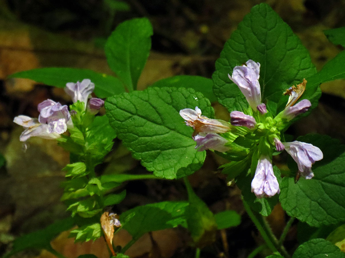 Meehan's Mint