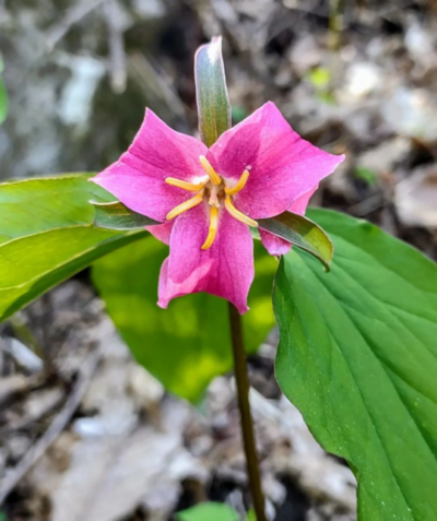 Trillium