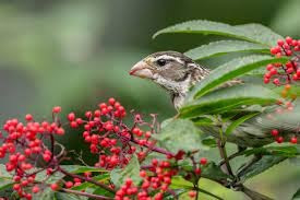 Audubon