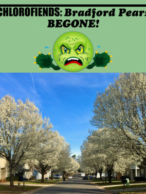 Chlorofiends: Bradford Pears Begone!