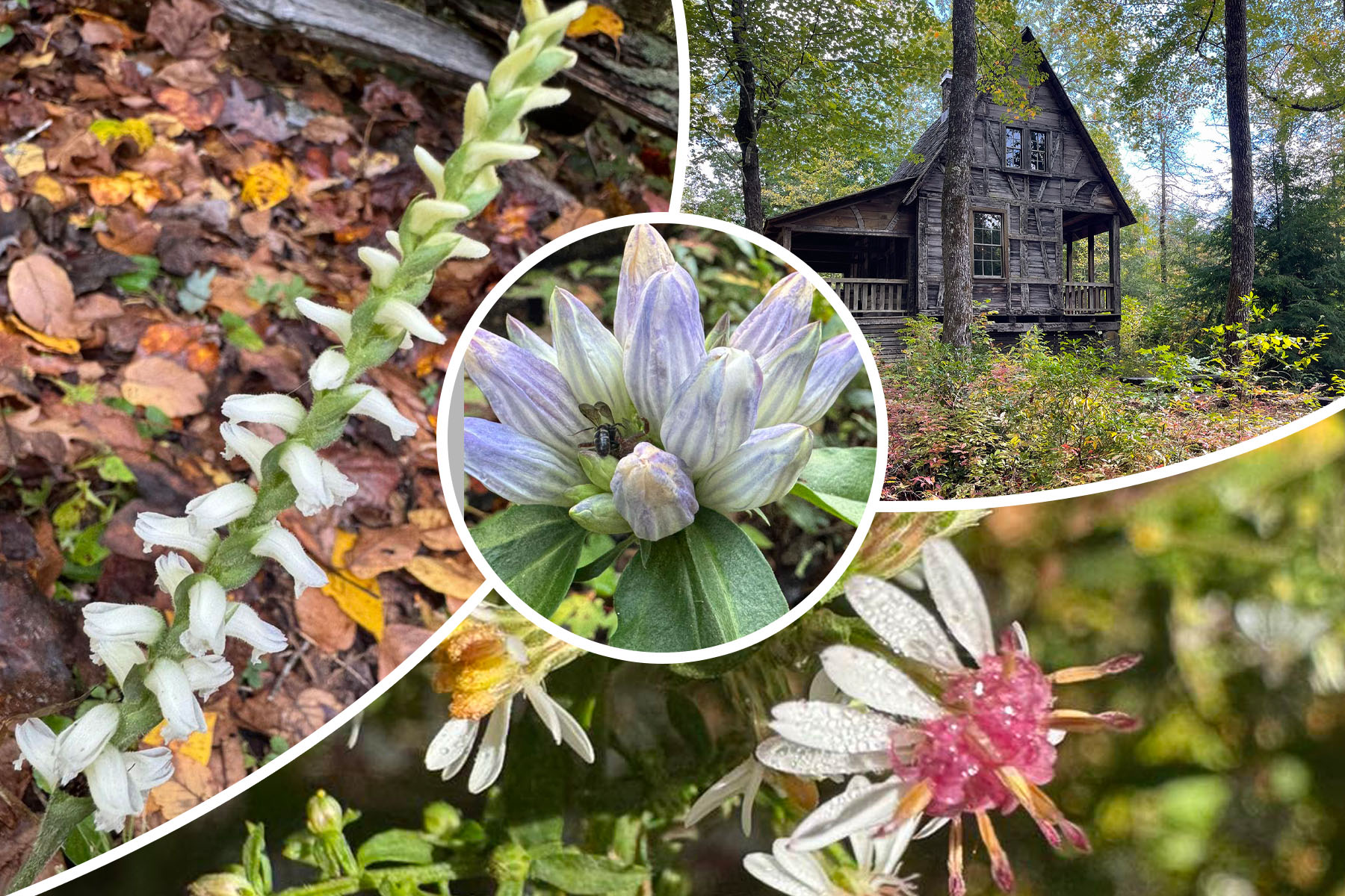 Flowers at the Cradle of Forestry