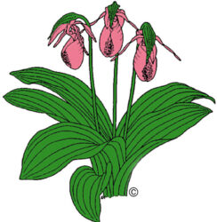 North Carolina Native Plant Society 