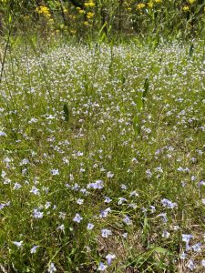 flatrock-pimpernel