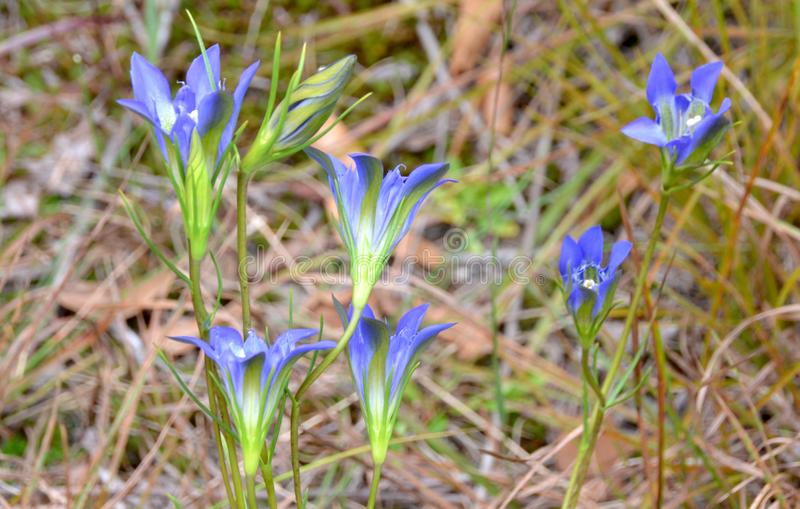 Pine Barren Gentian