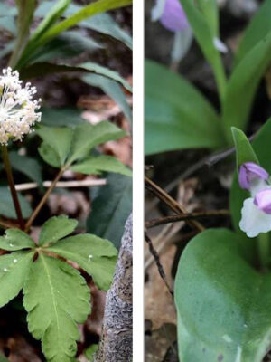 Asiatic Hawk's beard and White Clover