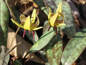 Trout lily, Reid Garden